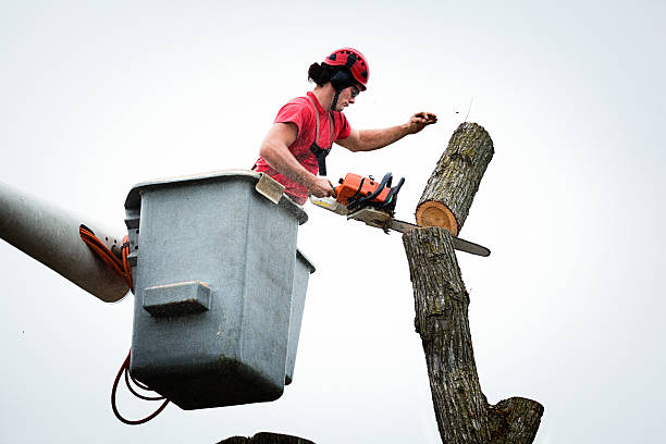 Spindale, NC Tree Removal Services Company