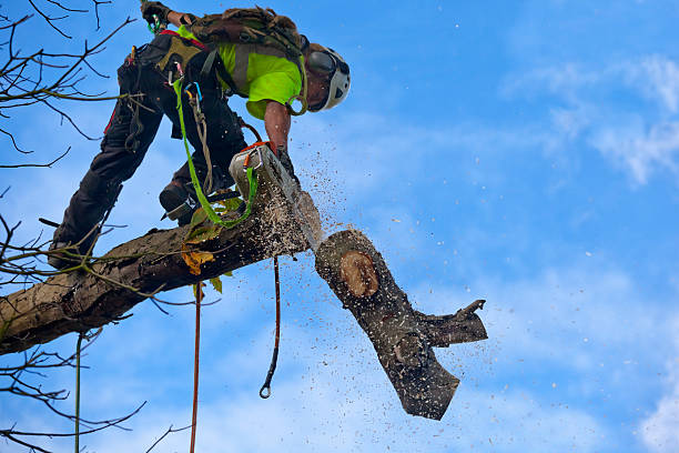 How Our Tree Care Process Works  in  Spindale, NC